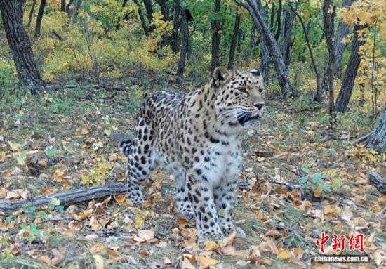 2025���ږ|��������(gu��)�ҹ��@�Ĕz�Ė|������(��ҕ��ý���D)