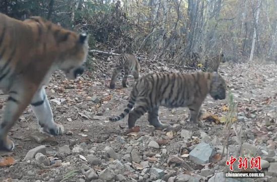 2025���ږ|��������(gu��)�ҹ��@�Ĕz���Ė|������(��ҕ��ý���D)